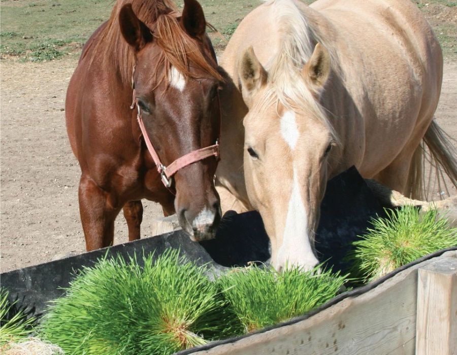 feeding barley fodder