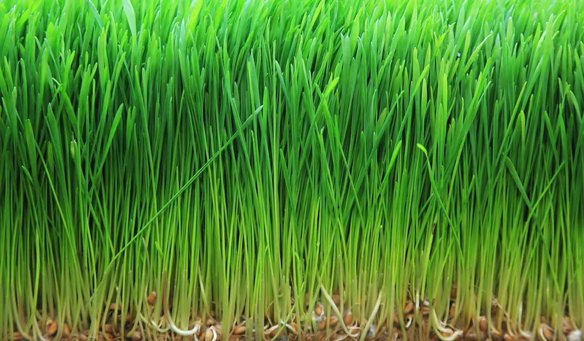 Q&A Feeding Fodder to Horses - Sprouting Gear