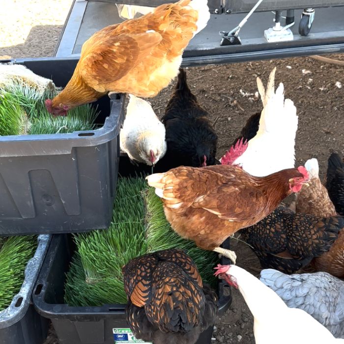 fresh fodder for chickens